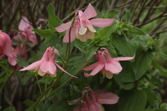 Aquilegia flabellata