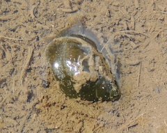 Ampullaceana balthica