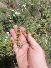 Spiraea hypericifolia