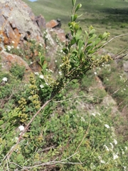 Spiraea hypericifolia