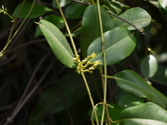 Cryptolepis buchananii
