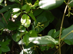 Cryptolepis buchananii