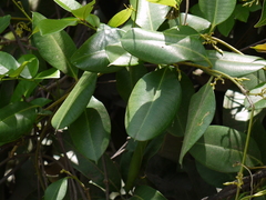 Cryptolepis buchananii