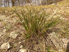 Festuca sibirica