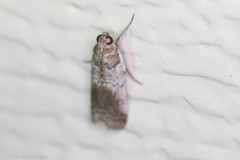 Chararica hystriculella