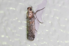 Chararica hystriculella