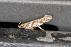 Aristotelia devexella