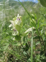 Scutellaria supina
