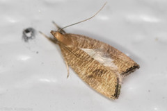 Psilocorsis cryptolechiella