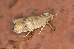 Psilocorsis cryptolechiella