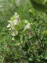 Scutellaria supina