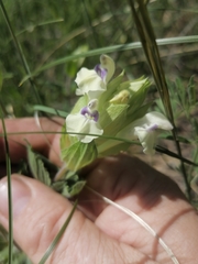 Scutellaria supina
