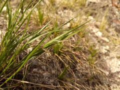 Festuca sibirica