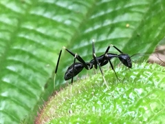 Camponotus hildebrandti