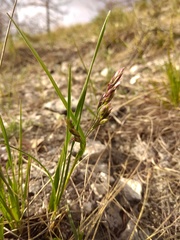 Festuca sibirica