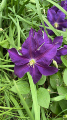 Clematis × jackmanii