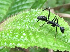 Camponotus hildebrandti