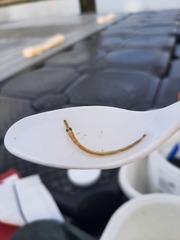 Aulorhynchus flavidus