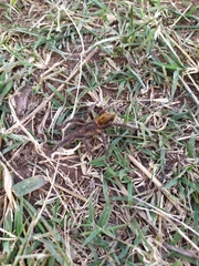 Plesiopelma longisternale