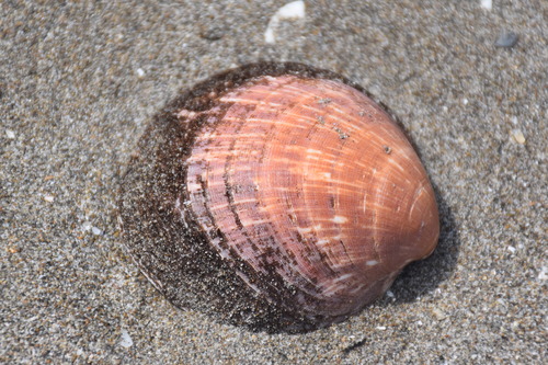 European Bittersweet Clam
