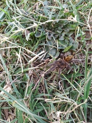 Plesiopelma longisternale