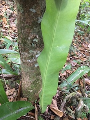 Thamnopteris