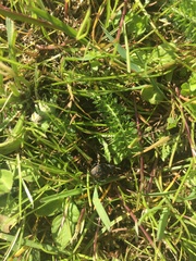 Otiorhynchus armadillo