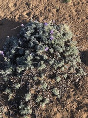 Lupinus excubitus austromontanus