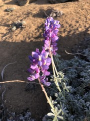 Lupinus excubitus austromontanus