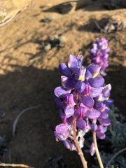Lupinus excubitus austromontanus