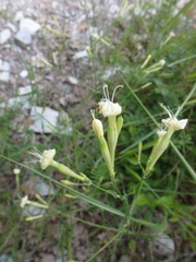 Silene italica