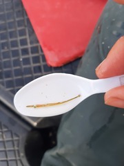 Aulorhynchus flavidus