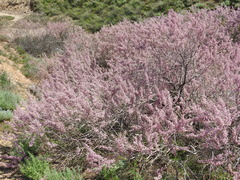 Tamarix laxa