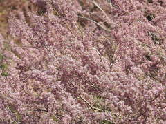 Tamarix laxa