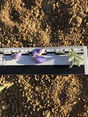 Lupinus excubitus austromontanus