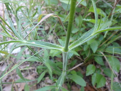 Silene italica