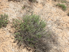 Limonium suffruticosum