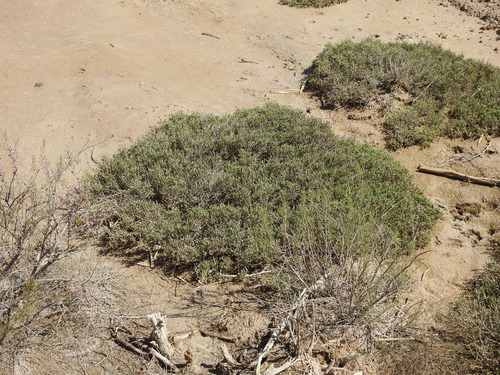 Image of Halocnemum strobilaceum by (c) Konstantin Grebennikov, some rights reserved (CC BY)