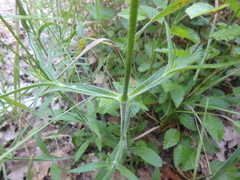 Silene italica