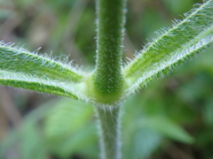 Silene italica