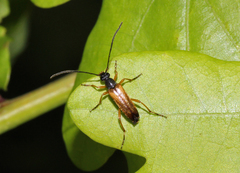 Alosterna tabacicolor