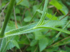 Silene italica