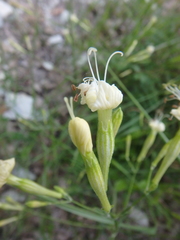 Silene italica