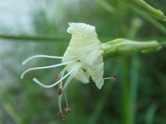 Silene italica