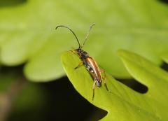 Alosterna tabacicolor