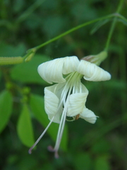 Silene italica
