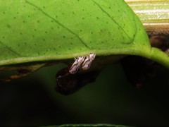 Diaphorina citri