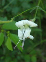Silene italica