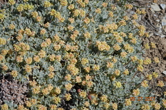 Eriogonum caespitosum
