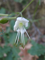 Silene italica